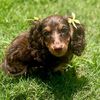coco__the__weenie