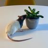 squeakyratties