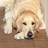 siamogolden