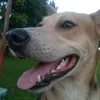 pochithedog1216