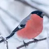 juliarou