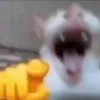 nub_beast