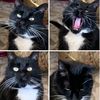 laffingcrow