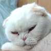 andreyocir