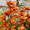 florist_sekarabadi.3087
