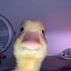 minhquantiet4