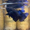 Moonsbetta