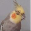jaaaazz1