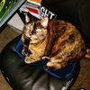 torticat