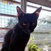 ferchuelpipa
