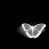 miravipp