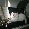 lolii1.3