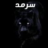 sarmady55
