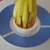 rinoeboli