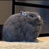 neishanory