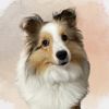 rizzothesheltie