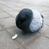 bigg_pigeon