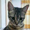 fergi_cat