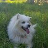 misty_the_samoyed