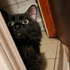 gotham_kitty