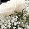 nilofar_k