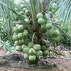handua