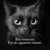 monsieur_kitty