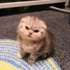 meow_viskas