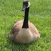 green_acres0