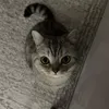 yasya.fx