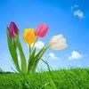 nam_tran158