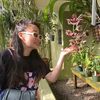 dotoriplants