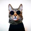 liam_the_everyday_cat