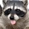 animals_gang