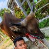 ultramanusman