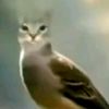 pajarito.exe