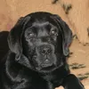 dayo.labrador.boy