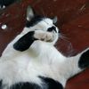 streamm_m