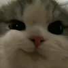 _dill78