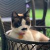 charliechapcat
