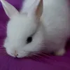 lheabells