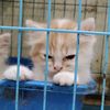 konengcat