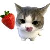 _luvalorant