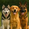meandpaws