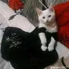 Gàconđiđiềulệnh 🐥ྀིྀི