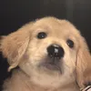 cjgmb