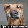 tykvennyesemeshki