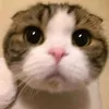 orang_12301