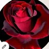 esragyan967