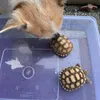 bribobulala